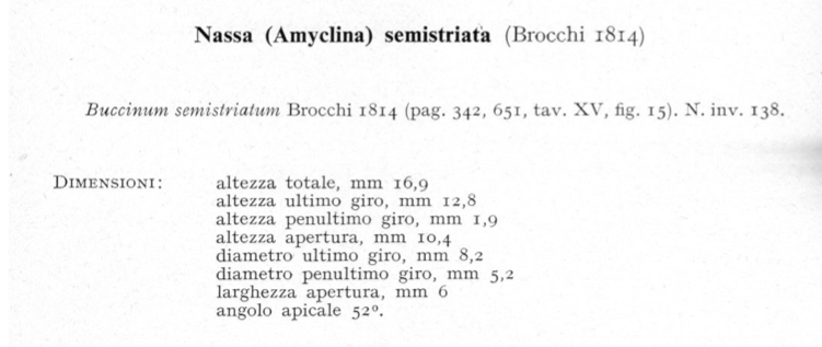 Buccinum semistriatum